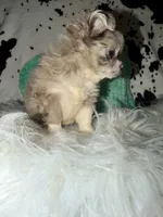 Merle LC boy, a male Chihuahua for sale in Cincinnati, OH – 3 of 7