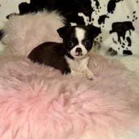 Tiny girl, a female Chihuahua for sale in Cincinnati, OH – 5 of 6