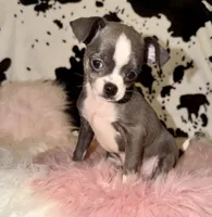 Blue girl, a female Chihuahua for sale in Cincinnati, OH – 4 of 7