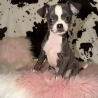 Blue girl, a female Chihuahua for sale in Cincinnati, OH – 7 of 7