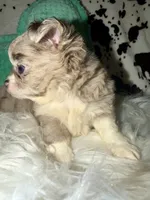 Merle boy Longcoat, a male Chihuahua for sale in Cincinnati, OH – 2 of 8