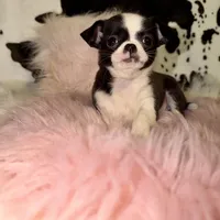 Tiny black seal girl, a female Chihuahua for sale in Cincinnati, OH – 6 of 7