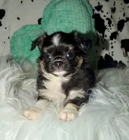 Black tri, a male Chihuahua for sale in Cincinnati, OH – 3 of 6