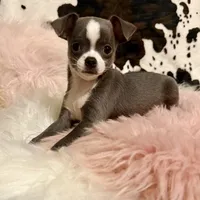 Blue girl, a female Chihuahua for sale in Cincinnati, OH – 5 of 6