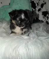 Black tri boy, a male Chihuahua for sale in Cincinnati, OH – 3 of 7