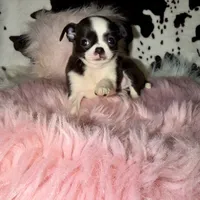 Tiny seal girl, a female Chihuahua for sale in Cincinnati, OH – 3 of 7