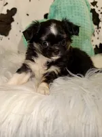 Black tri boy, a male Chihuahua for sale in Cincinnati, OH – 7 of 7