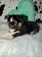Black tri boy, a male Chihuahua for sale in Cincinnati, OH – 6 of 7