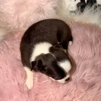 Tiny seal girl, a female Chihuahua for sale in Cincinnati, OH – 5 of 7