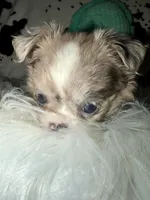 Merle LC boy, a male Chihuahua for sale in Cincinnati, OH – 7 of 7