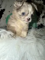 Merle LC boy, a male Chihuahua for sale in Cincinnati, OH – 2 of 7