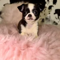 Tiny seal girl, a female Chihuahua for sale in Cincinnati, OH – 7 of 7