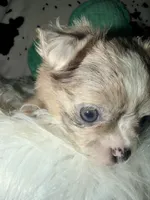 Merle , a male Chihuahua for sale in Cincinnati, OH – 5 of 5