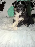 Tiny black Tri , a male Chihuahua for sale in Cincinnati, OH – 2 of 7