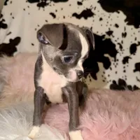 Blue female, a female Chihuahua for sale in Cincinnati, OH – 6 of 6