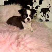 Tiny black seal girl, a female Chihuahua for sale in Cincinnati, OH – 2 of 7