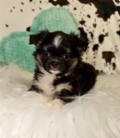 Tiny black Tri , a male Chihuahua for sale in Cincinnati, OH – 6 of 7