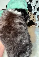 Tiny black Tri , a male Chihuahua for sale in Cincinnati, OH – 7 of 7