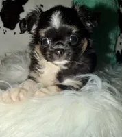 Tiny black Tri , a male Chihuahua for sale in Cincinnati, OH – 4 of 7