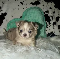 Merle LC boy, a male Chihuahua for sale in Cincinnati, OH – 5 of 7
