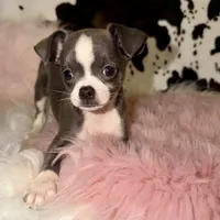 Blue girl, a female Chihuahua for sale in Cincinnati, OH – 6 of 6