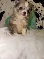 Merle LC boy, a male Chihuahua for sale in Cincinnati, OH – 1 of 7