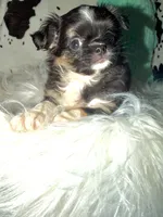 Black tri, a male Chihuahua for sale in Cincinnati, OH – 5 of 6