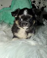 Black tri boy, a male Chihuahua for sale in Cincinnati, OH – 2 of 7