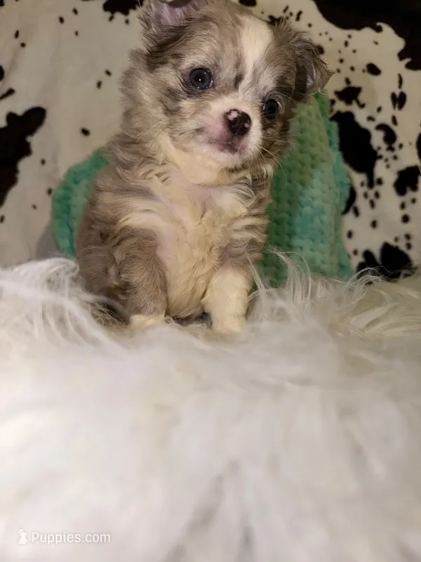 Merle boy Longcoat – Chihuahua puppy for sale in Cincinnati, OH