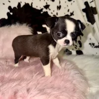 Tiny black seal girl, a female Chihuahua for sale in Cincinnati, OH – 4 of 7