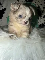 Merle LC boy, a male Chihuahua for sale in Cincinnati, OH – 6 of 7