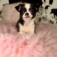 Tiny seal girl, a female Chihuahua for sale in Cincinnati, OH – 2 of 7