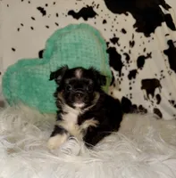 Black tri, a male Chihuahua for sale in Cincinnati, OH – 4 of 6