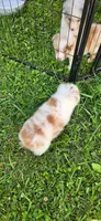 Lucky, a male Miniature Australian Shepherd for sale in Havertown, PA – 6 of 7