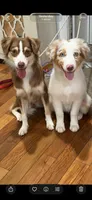 Lucky, a male Miniature Australian Shepherd for sale in Havertown, PA – 7 of 7