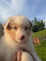 Lucky, a male Miniature Australian Shepherd for sale in Havertown, PA – 3 of 7