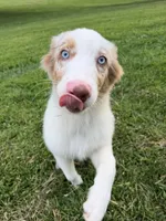 Lucky, a male Miniature Australian Shepherd for sale in Havertown, PA – 4 of 7