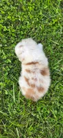 Lucky, a male Miniature Australian Shepherd for sale in Havertown, PA – 2 of 7