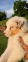 Lucky, a male Miniature Australian Shepherd for sale in Havertown, PA – 5 of 7