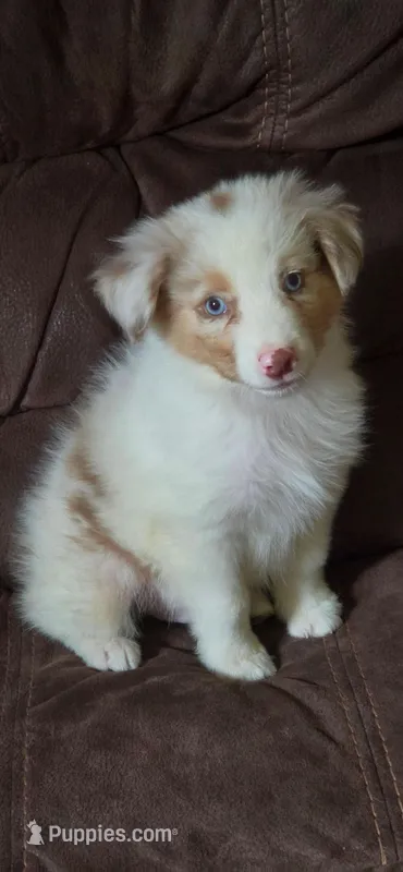 Lucky – Miniature Australian Shepherd puppy for sale in Havertown, PA