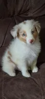 Lucky, a male Miniature Australian Shepherd for sale in Havertown, PA – 1 of 7
