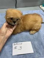 Buttercup #3, a male Shih Tzu for sale in Bells, TX – 3 of 4