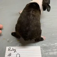 Ruby # 9, a male Boston Terrier for sale in Bells, TX – Photo 3 of 3