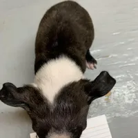 Ruby # 9, a male Boston Terrier for sale in Bells, TX – Photo 1 of 3