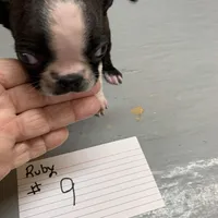 Ruby # 9, a male Boston Terrier for sale in Bells, TX – Photo 2 of 3