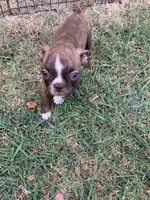 Addie #3, a male Boston Terrier for sale in Bells, TX – 3 of 6