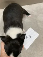 Diamonds #3, a female Boston Terrier for sale in Bells, TX – 4 of 4