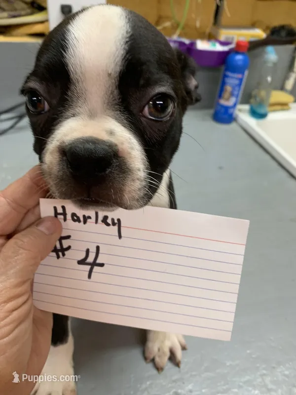 Harley #4 – Boston Terrier puppy for sale in Bells, TX