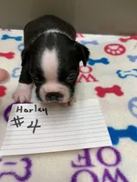 Harley #4, a male Boston Terrier for sale in Bells, TX – Photo 1 of 3