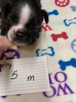 Harley #5, a male Boston Terrier for sale in Bells, TX – Photo 3 of 3